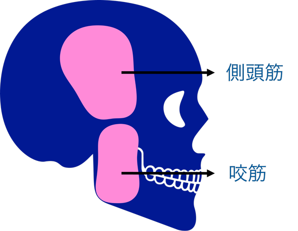 注射部位のイメージ